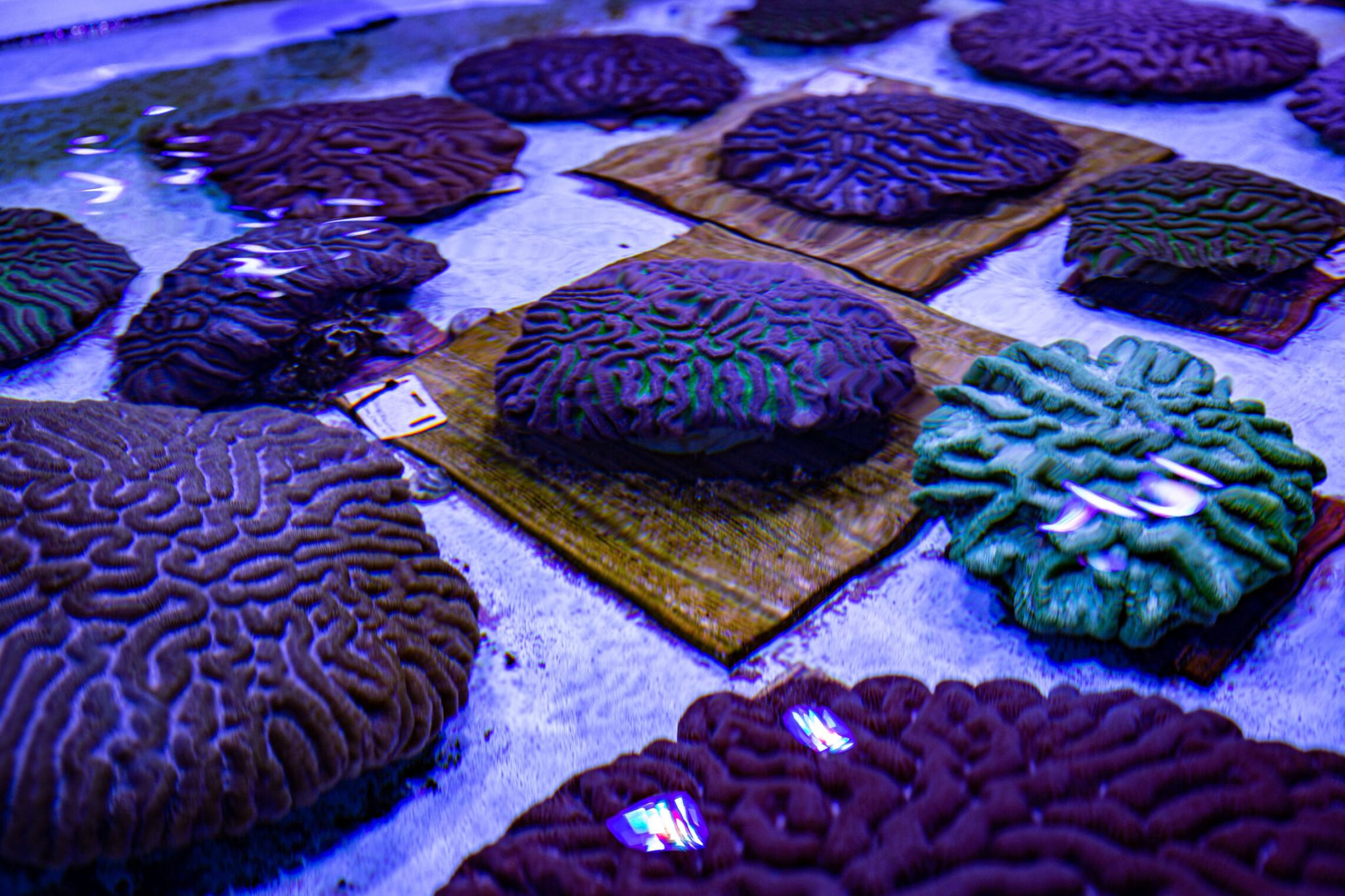 Coral underwater
