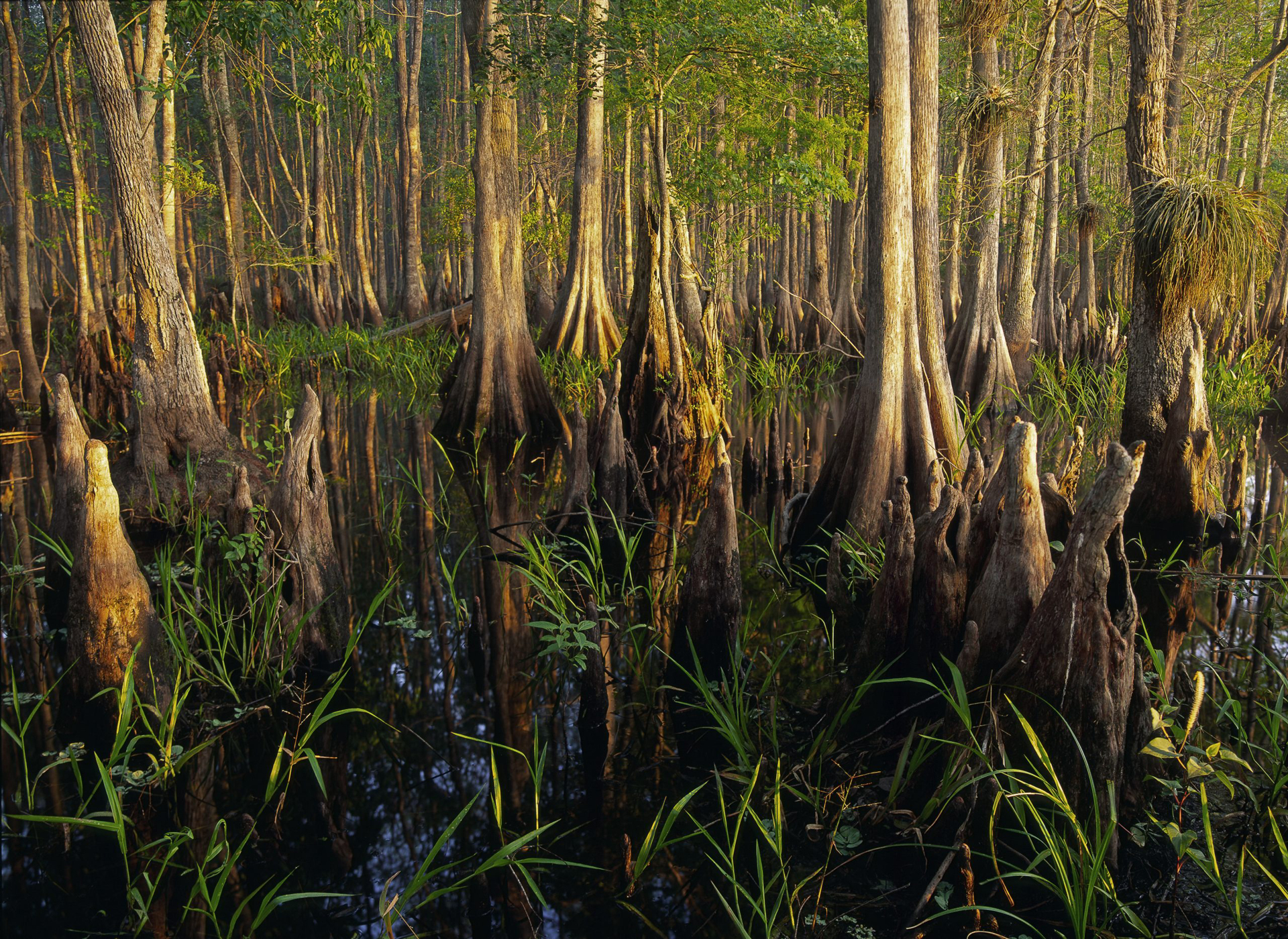 A landscape of a swamp in The Disney Wilderness Preserve